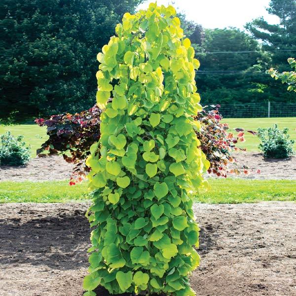 Bloomables® Golden Falls® Redbud Tree 1 Bloomables® Golden Falls® Redbud Tree