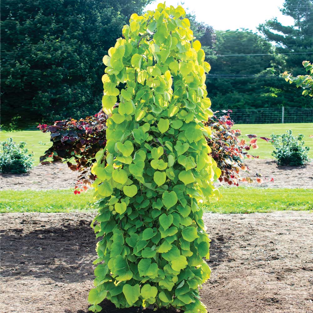 Bloomables® Golden Falls® Redbud Tree 2 Bloomables® Golden Falls® Redbud Tree