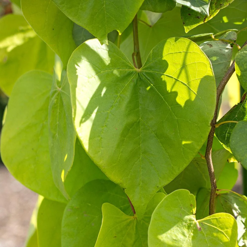 Bloomables® Golden Falls® Redbud Tree 3 Bloomables® Golden Falls® Redbud Tree