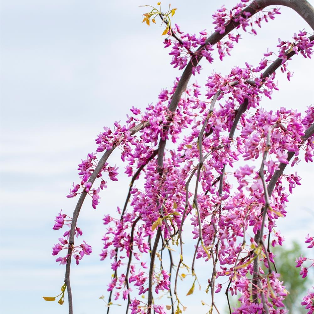 Bloomables® Golden Falls® Redbud Tree 4 Bloomables® Golden Falls® Redbud Tree