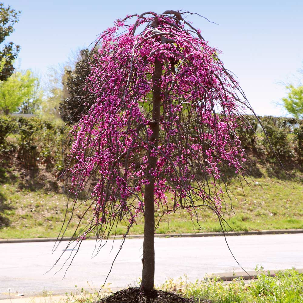 Bloomables® Golden Falls® Redbud Tree 5 Bloomables® Golden Falls® Redbud Tree