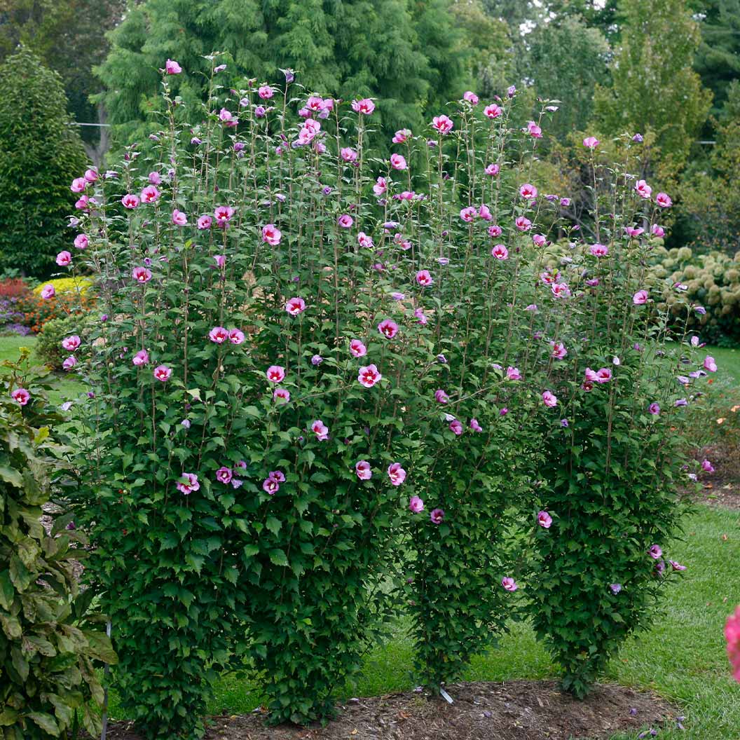 Proven Winners® Purple Pillar® Rose of Sharon Althea Shrub