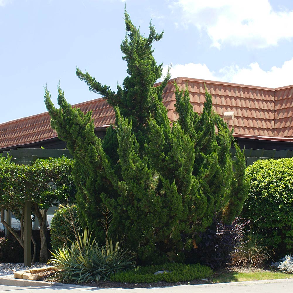 Hollywood Juniper Tree 3 Hollywood Juniper Tree