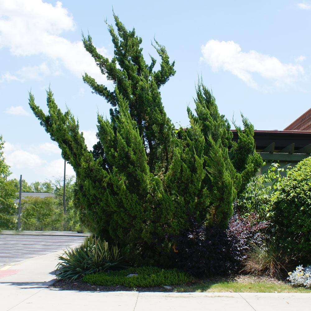 Hollywood Juniper Tree 4 Hollywood Juniper Tree