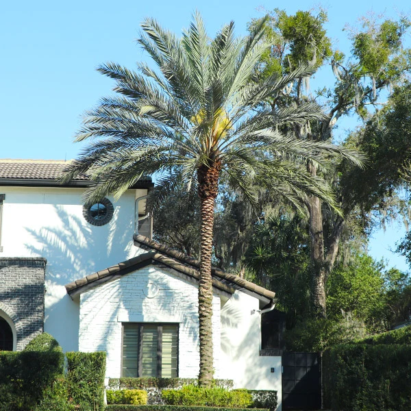 Sylvester Palm Tree