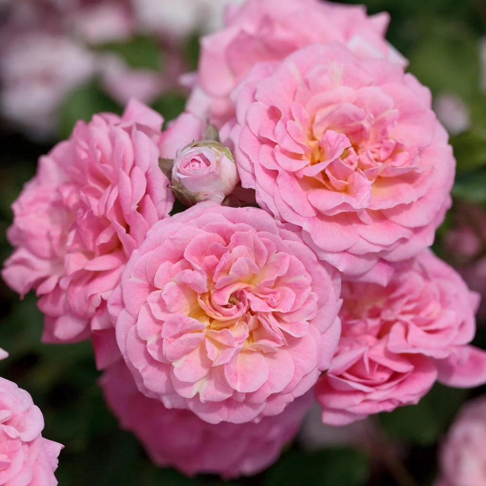 Sweet Drift® Rose 2 Sweet Drift® Rose