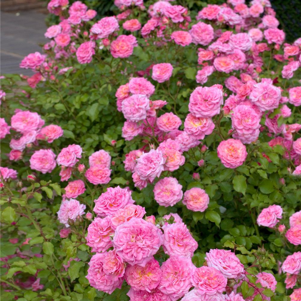 Sweet Drift® Rose 3 Sweet Drift® Rose