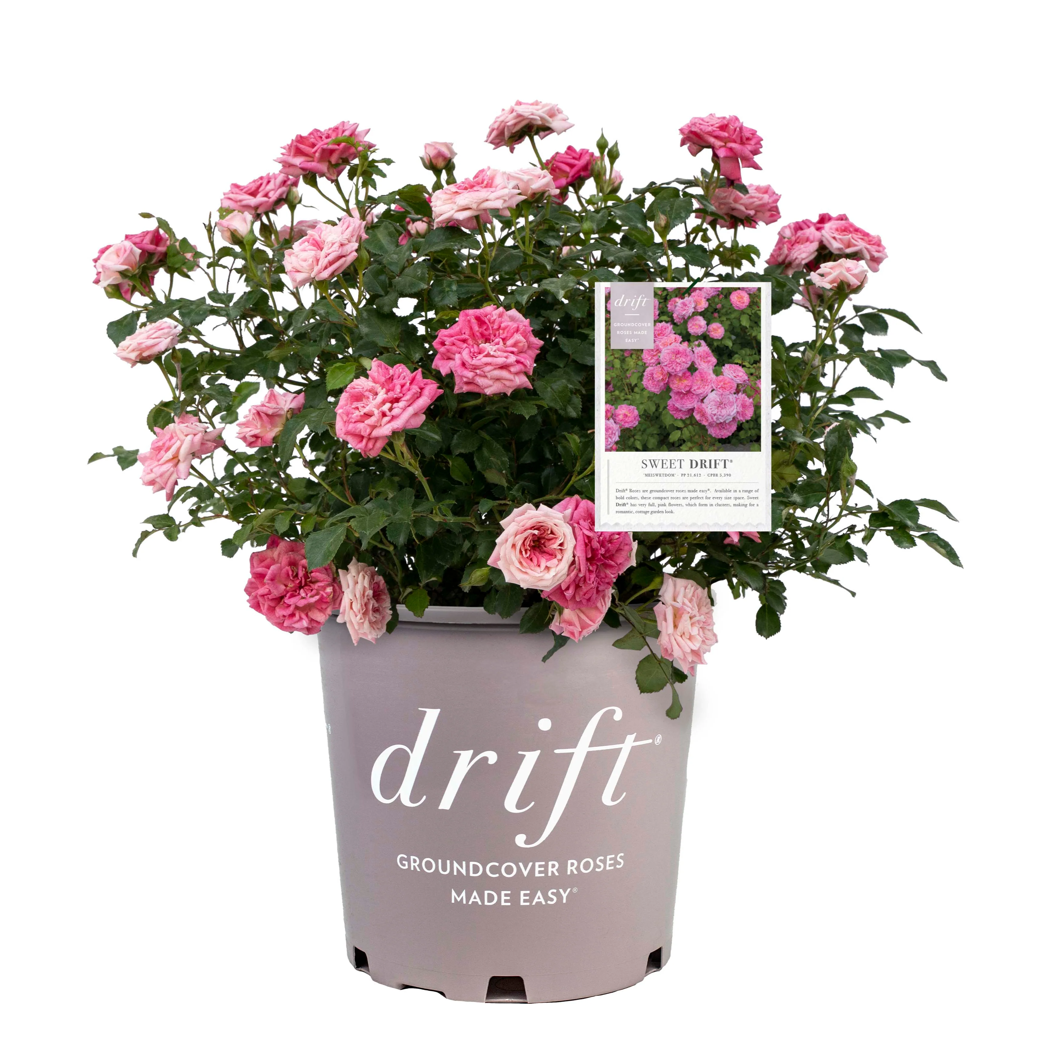 Sweet Drift® Rose 4 Sweet Drift® Rose