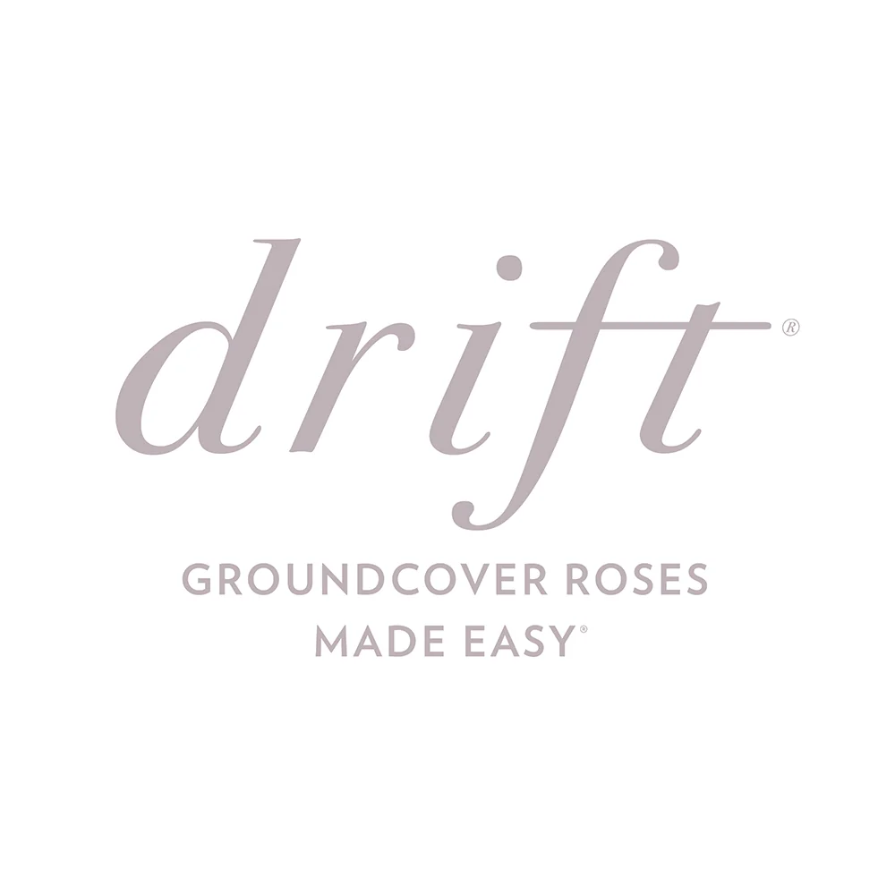 Sweet Drift® Rose 5 Sweet Drift® Rose