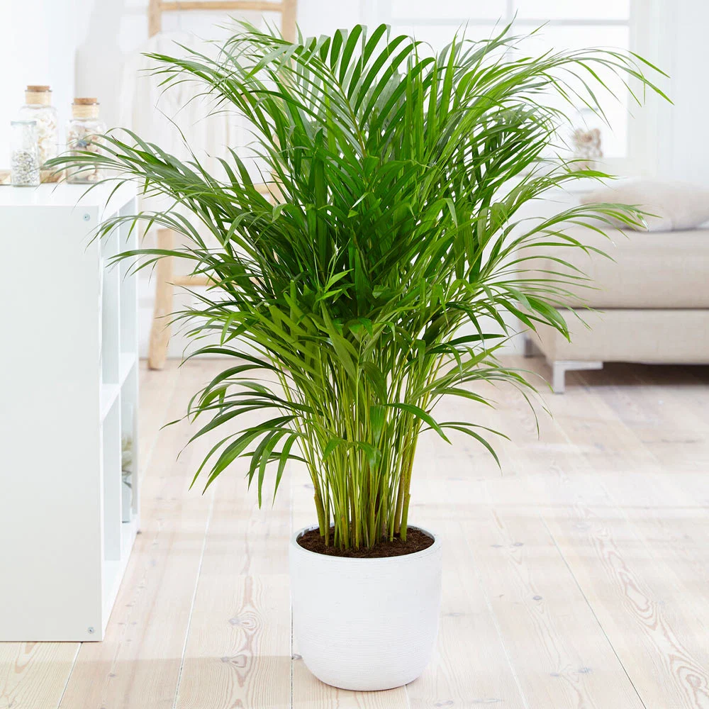 Areca Palm Tree 2 Areca Palm Tree