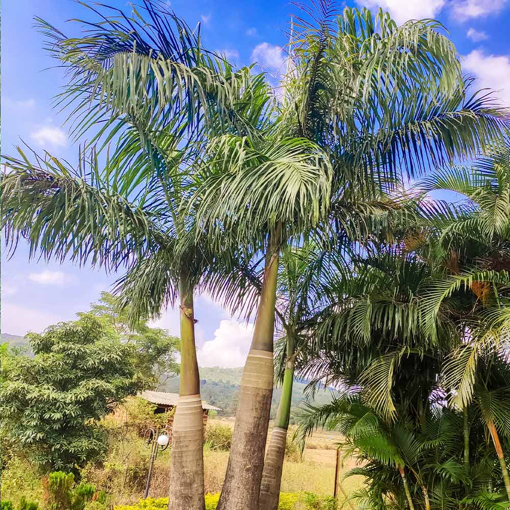 Areca Palm Tree 3 Areca Palm Tree