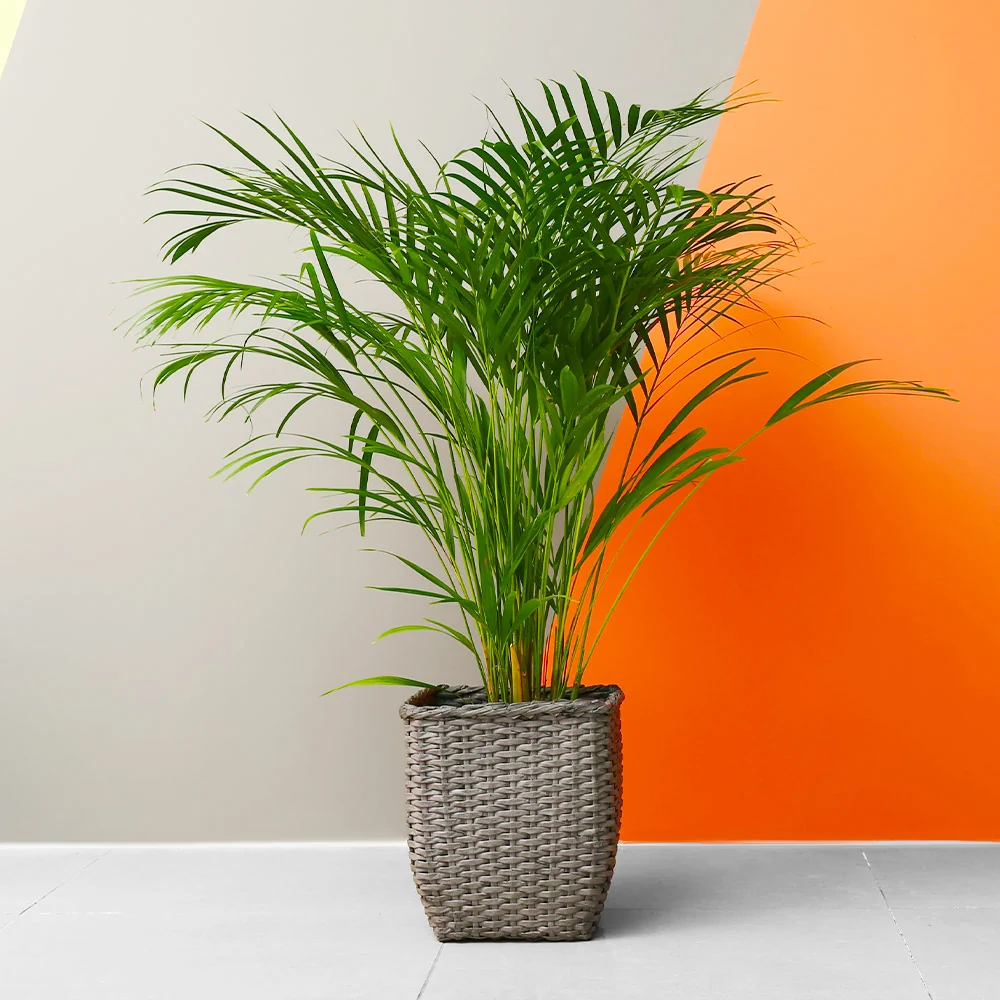 Areca Palm Tree 4 Areca Palm Tree