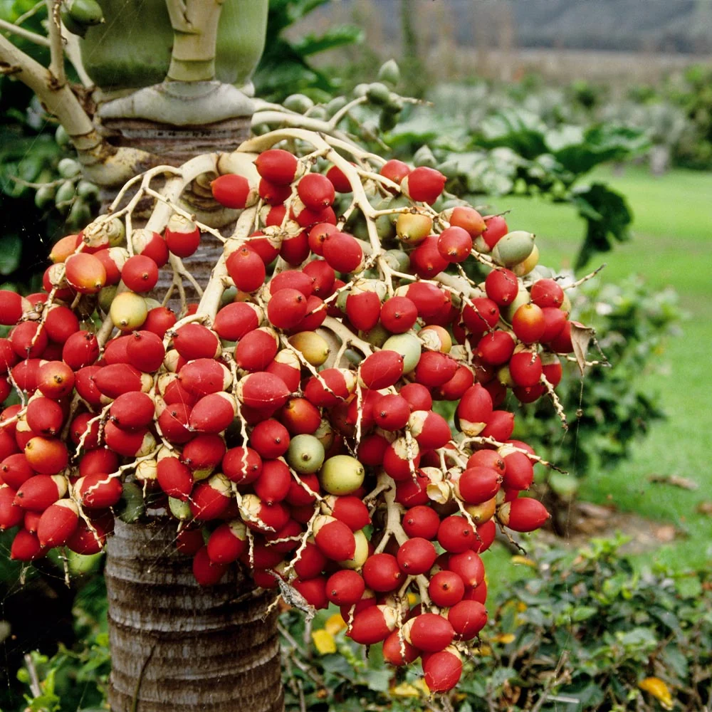 Areca Palm Tree 5 Areca Palm Tree