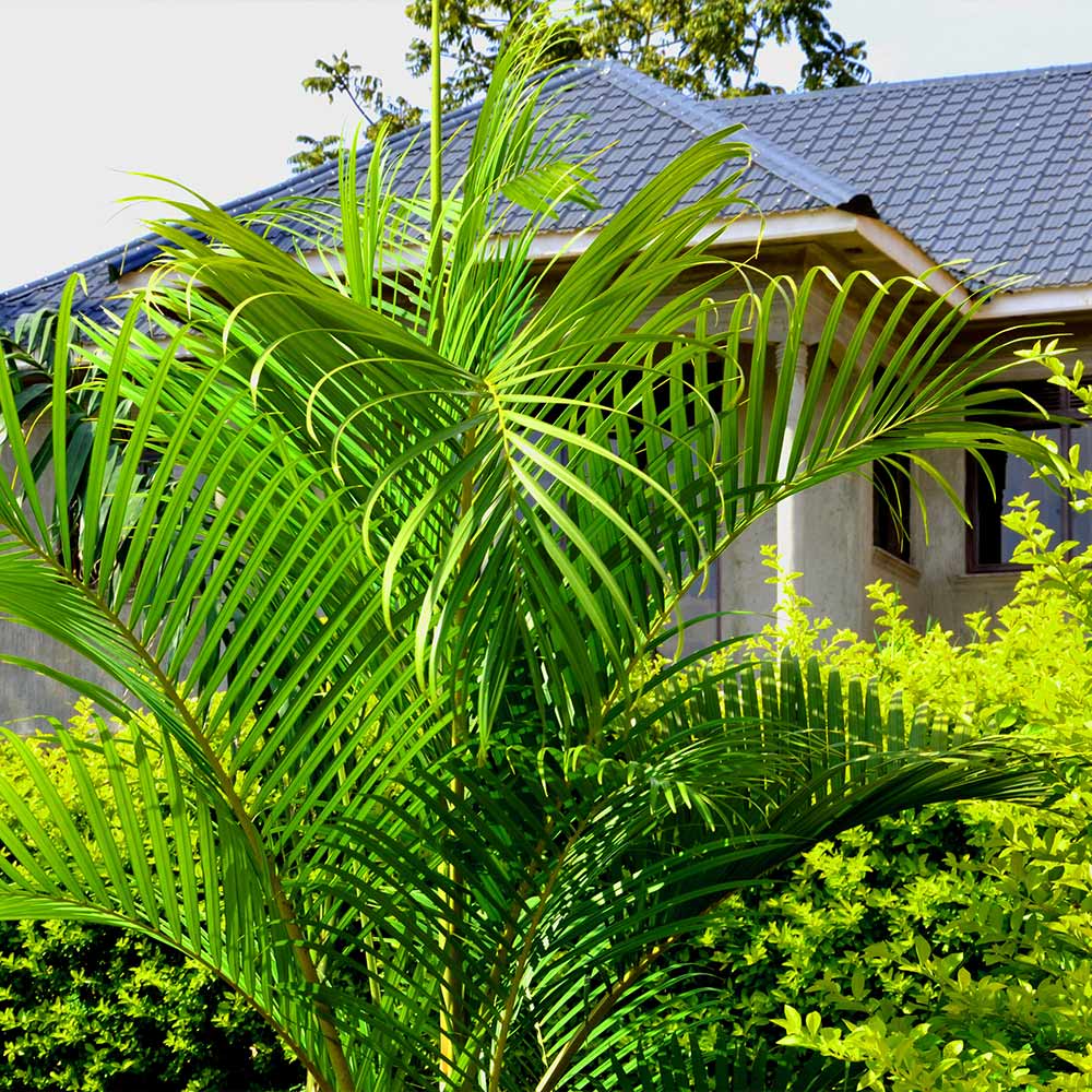 Areca Palm Tree 6 Areca Palm Tree