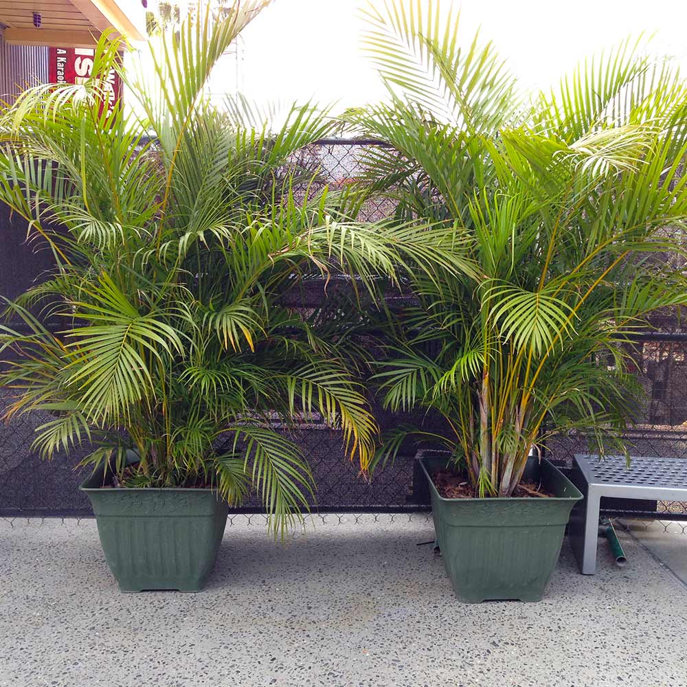 Areca Palm Tree 7 Areca Palm Tree
