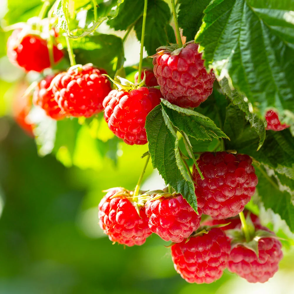 Caroline Raspberry Bush 2 Caroline Raspberry Bush