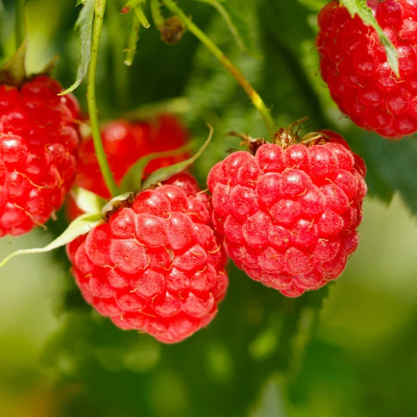 Heritage Everbearing Raspberry Bush - USDA Organic 1 Heritage Everbearing Raspberry Bush - USDA Organic