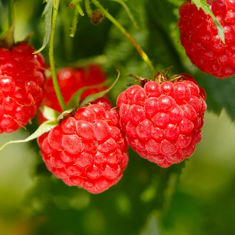 Heritage Everbearing Raspberry Bush - USDA Organic 2 Heritage Everbearing Raspberry Bush - USDA Organic