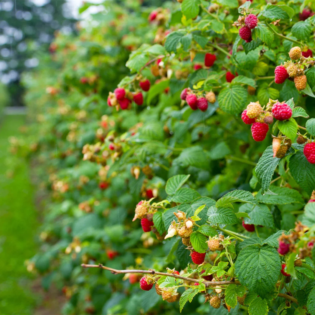 Heritage Everbearing Raspberry Bush - USDA Organic 3 Heritage Everbearing Raspberry Bush - USDA Organic