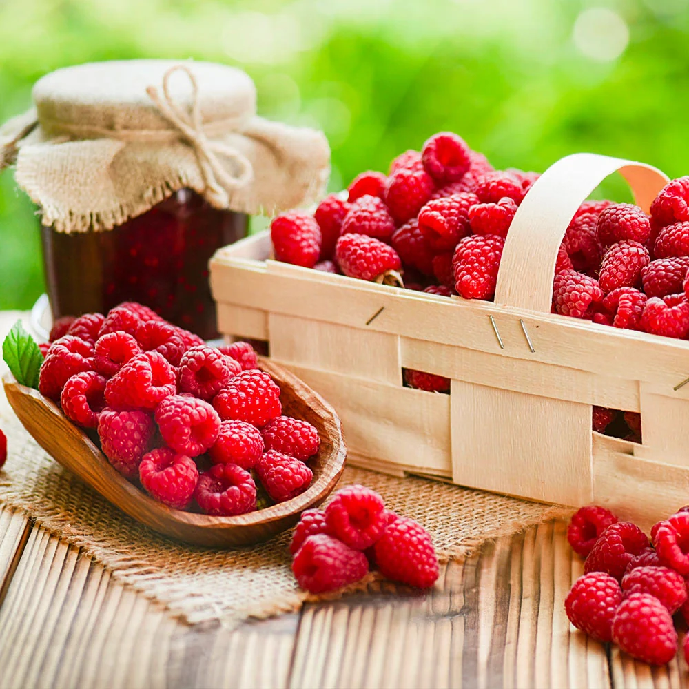Heritage Everbearing Raspberry Bush - USDA Organic 4 Heritage Everbearing Raspberry Bush - USDA Organic