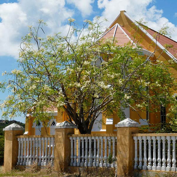 Moringa Tree 1 Moringa Tree