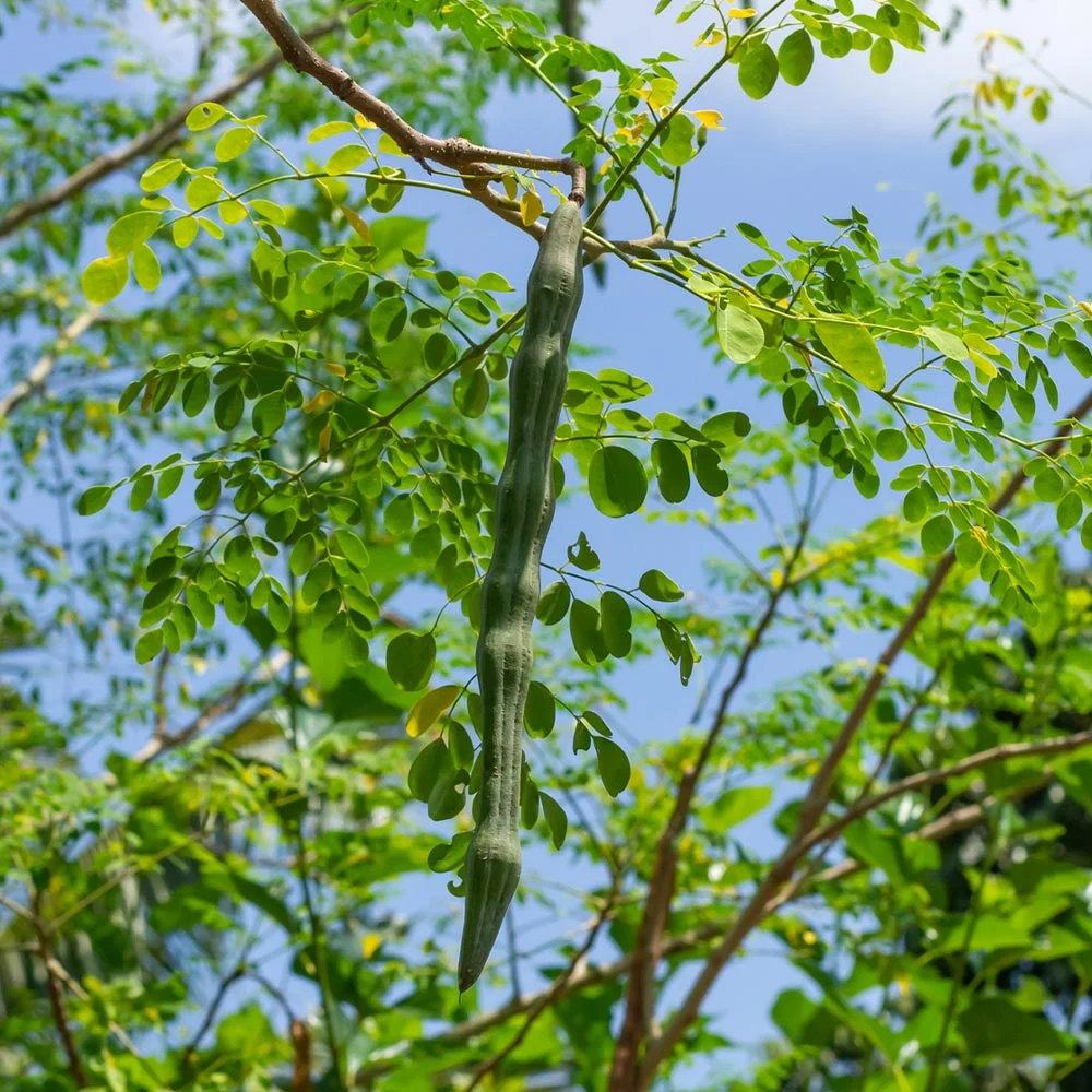 Moringa Tree 3 Moringa Tree