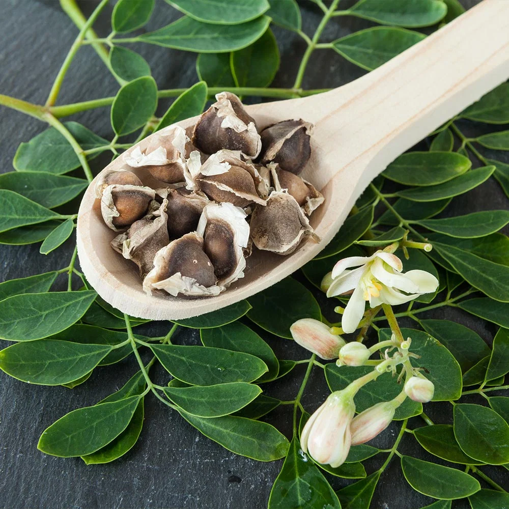 Moringa Tree 4 Moringa Tree