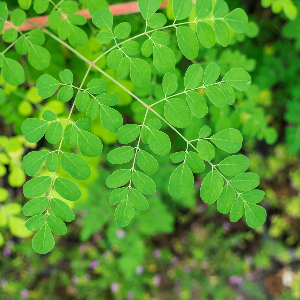 Moringa Tree 6 Moringa Tree