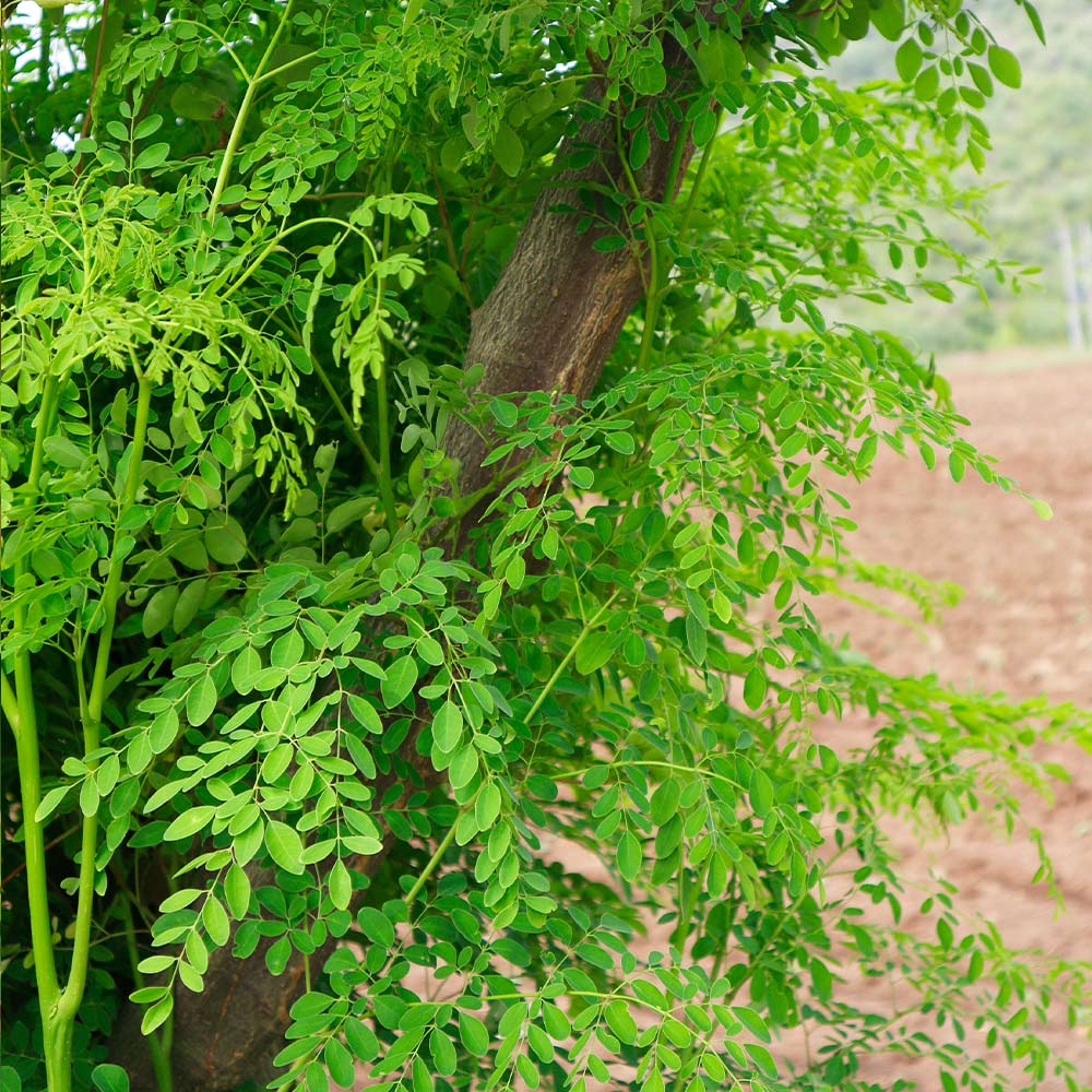 Moringa Tree 8 Moringa Tree