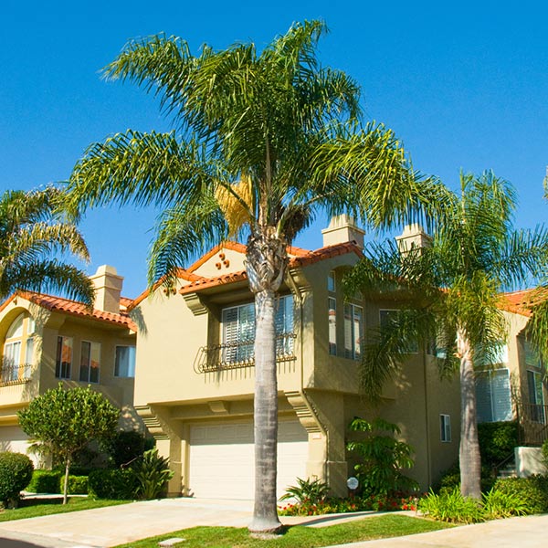Queen Palm Tree