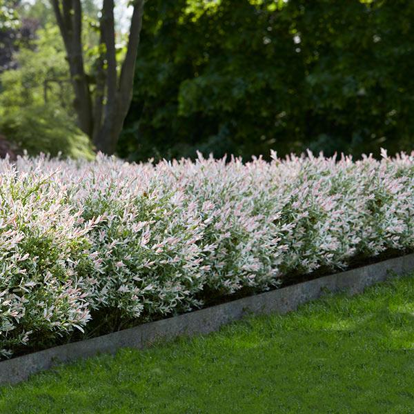 Tri-Color Dappled Willow Shrub 1 Tri-Color Dappled Willow Shrub