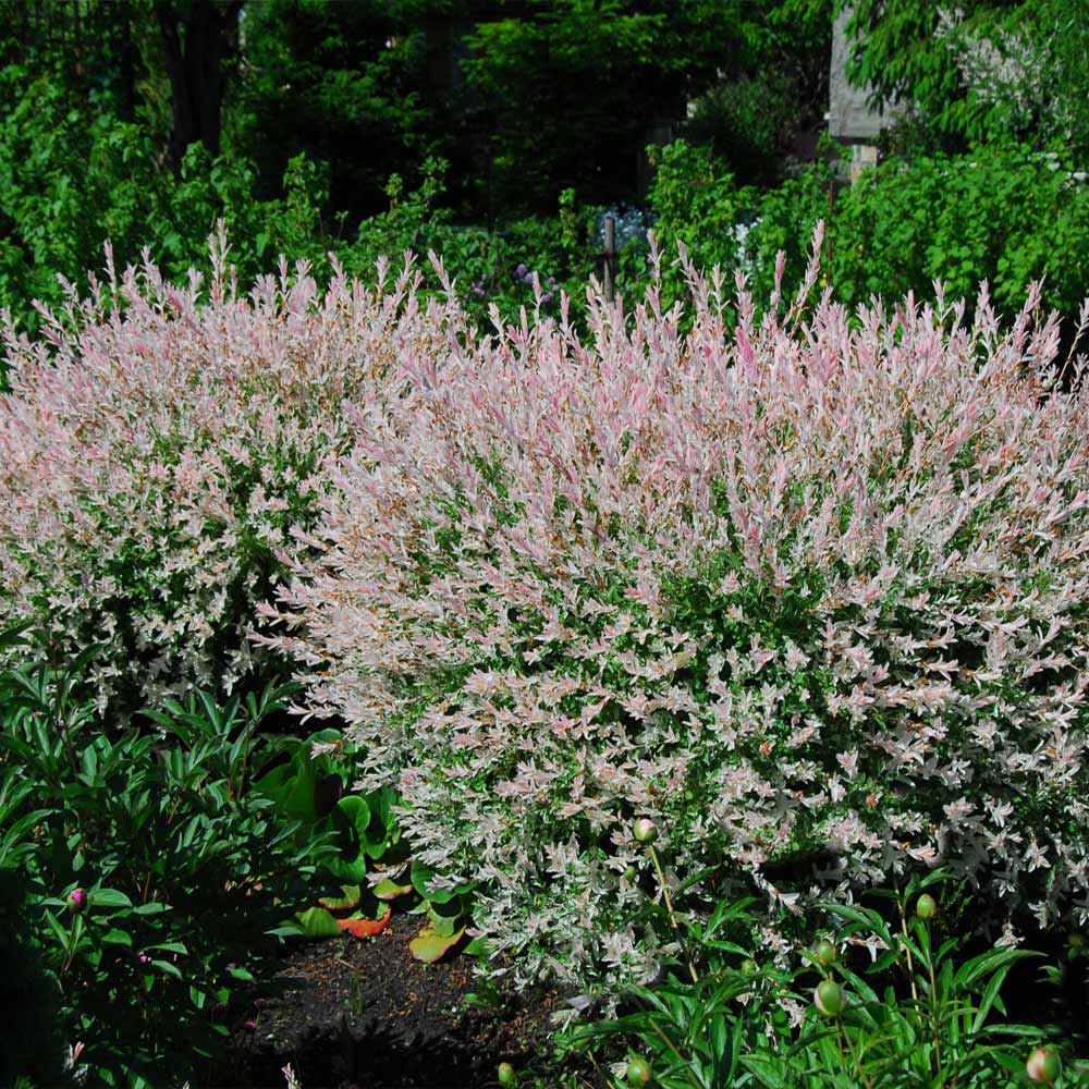Tri-Color Dappled Willow Shrub 3 Tri-Color Dappled Willow Shrub
