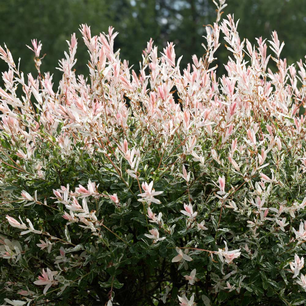 Tri-Color Dappled Willow Shrub 4 Tri-Color Dappled Willow Shrub