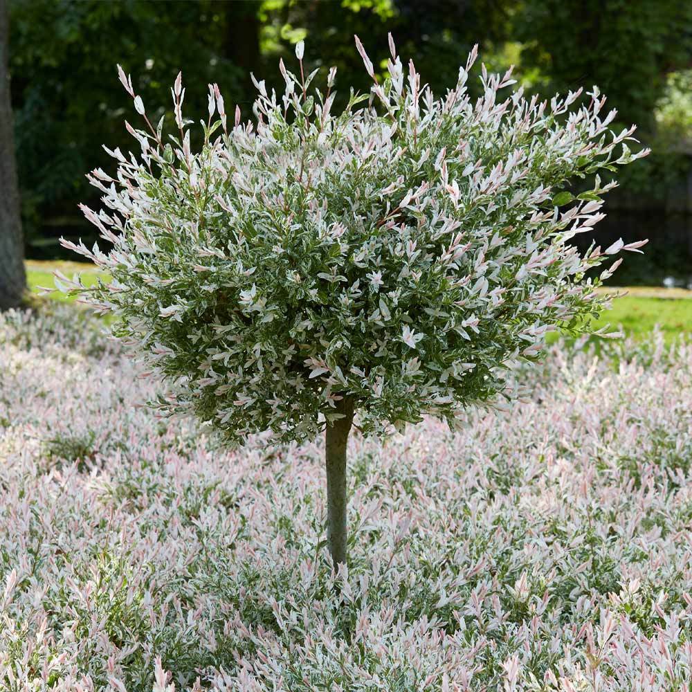 Tri-Color Dappled Willow Shrub 6 Tri-Color Dappled Willow Shrub