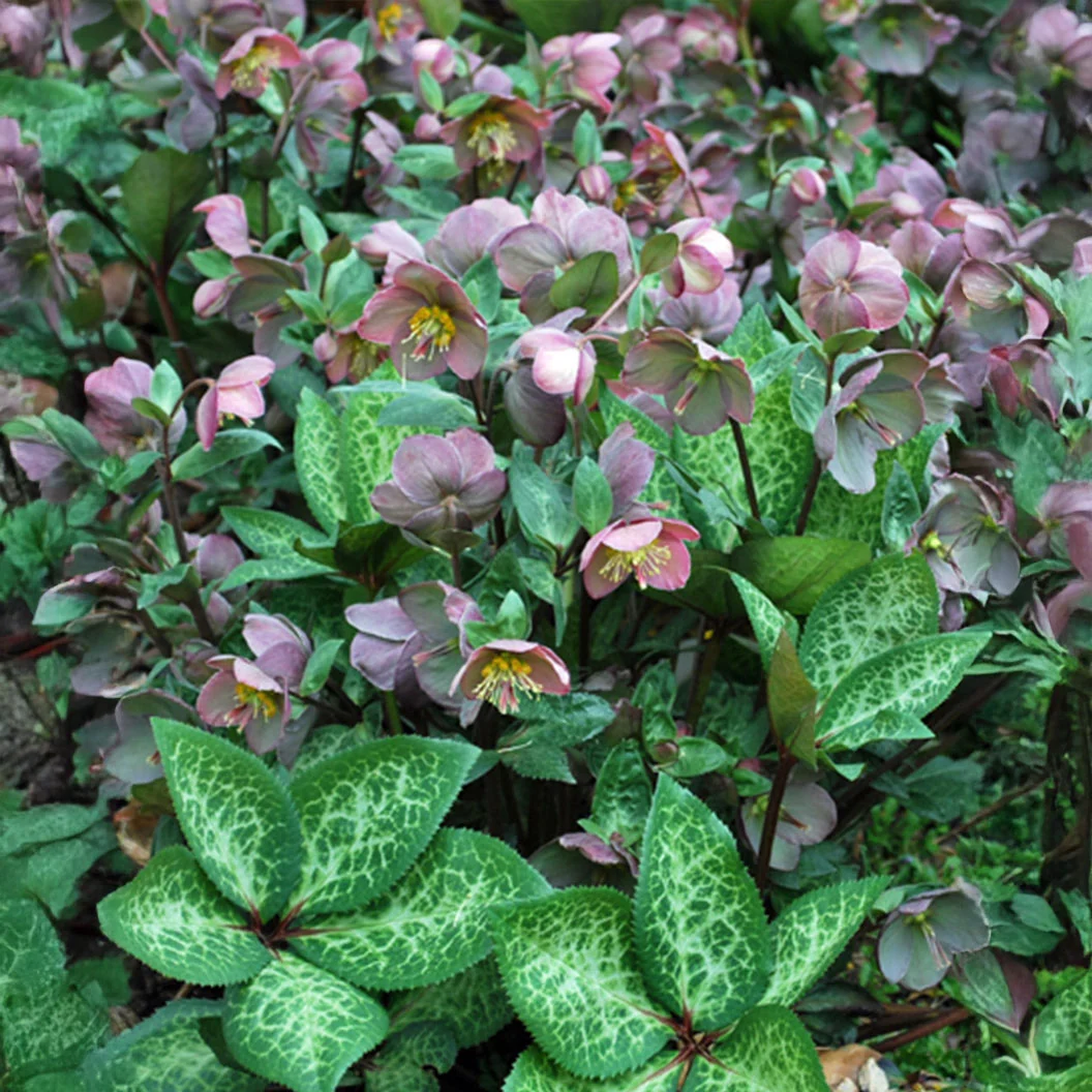 FrostKiss™ Penny's Pink® Hellebore Plant 1 FrostKiss™ Penny's Pink® Hellebore Plant