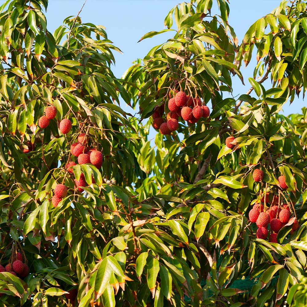 Sweetheart Lychee Tree 2 Sweetheart Lychee Tree
