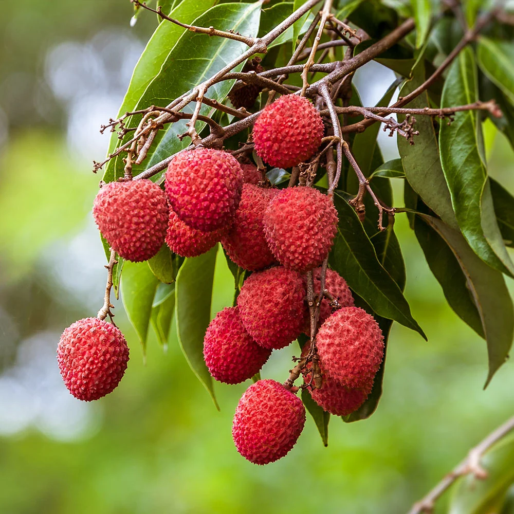 Sweetheart Lychee Tree 3 Sweetheart Lychee Tree