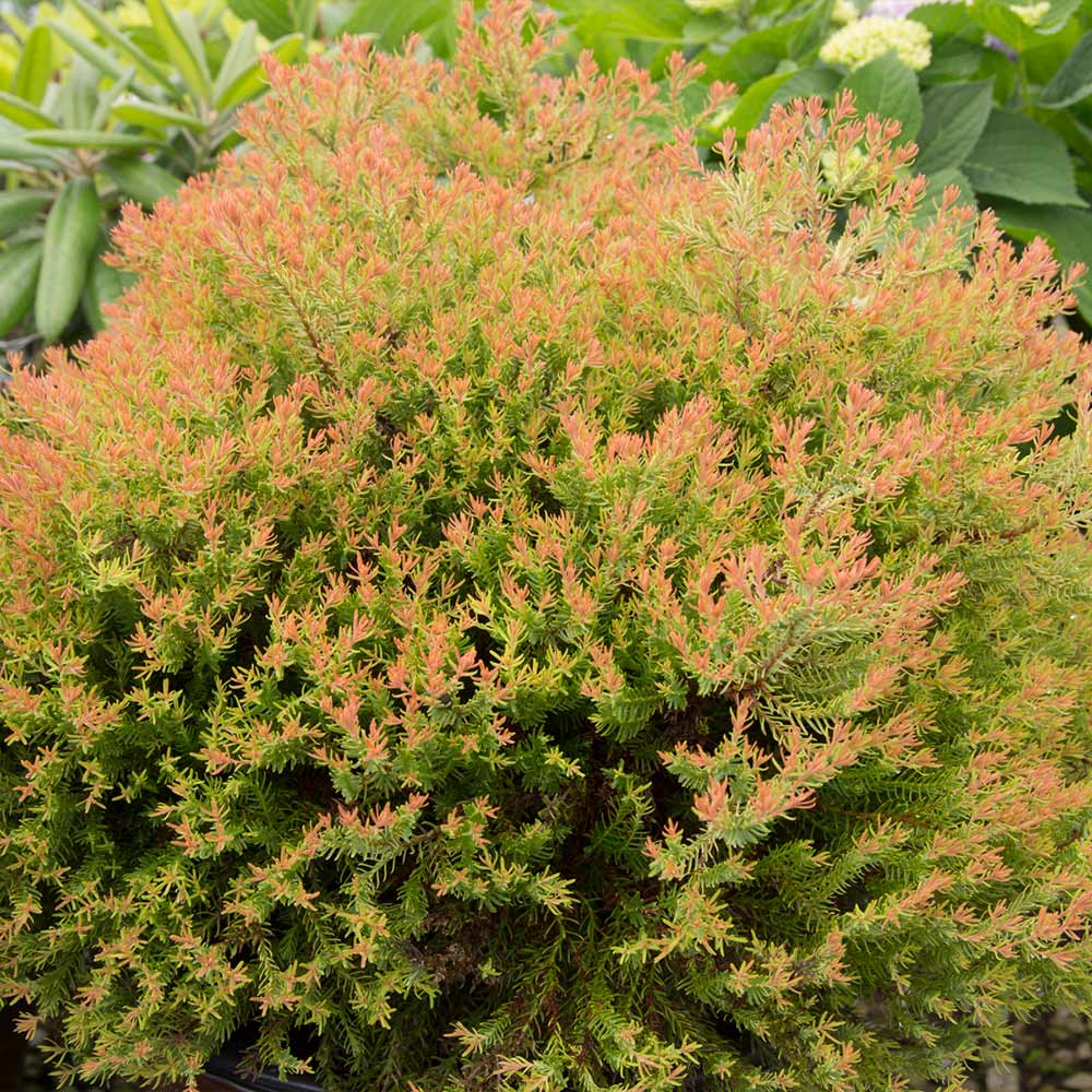 Southern Living® Fire Chief™ Thuja Shrub 2 Southern Living® Fire Chief™ Thuja Shrub