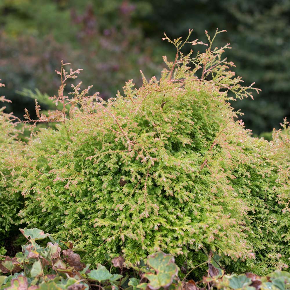 Southern Living® Fire Chief™ Thuja Shrub 3 Southern Living® Fire Chief™ Thuja Shrub