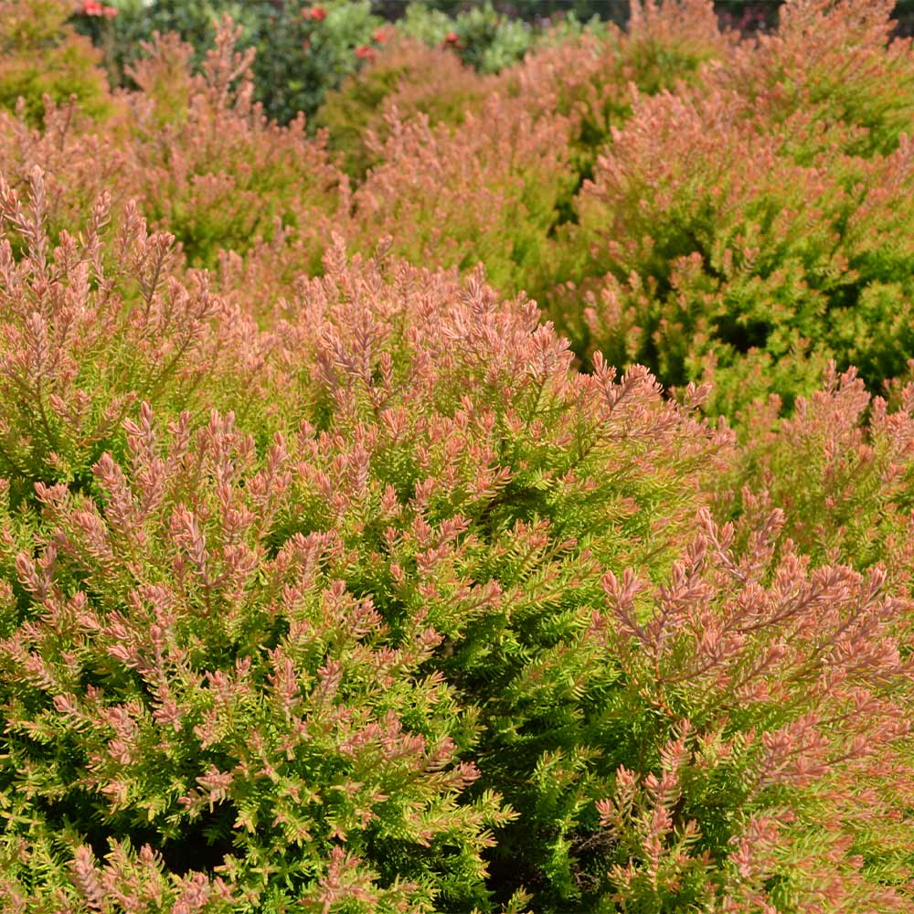 Southern Living® Fire Chief™ Thuja Shrub 4 Southern Living® Fire Chief™ Thuja Shrub
