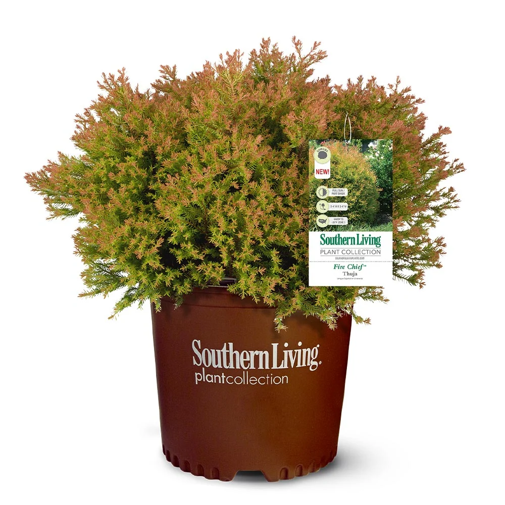 Southern Living® Fire Chief™ Thuja Shrub 5 Southern Living® Fire Chief™ Thuja Shrub
