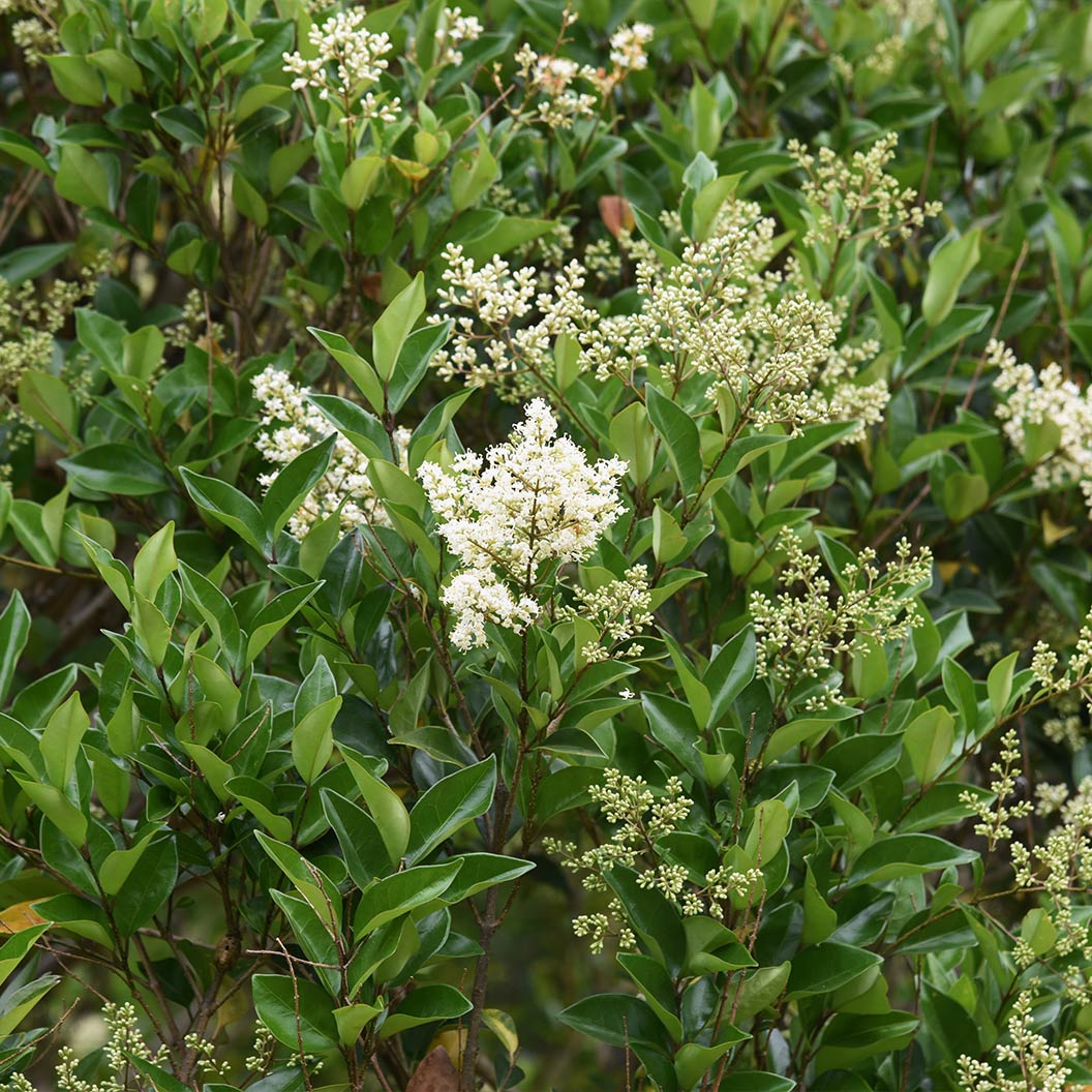Glossy Privet Bush 2 Glossy Privet Bush