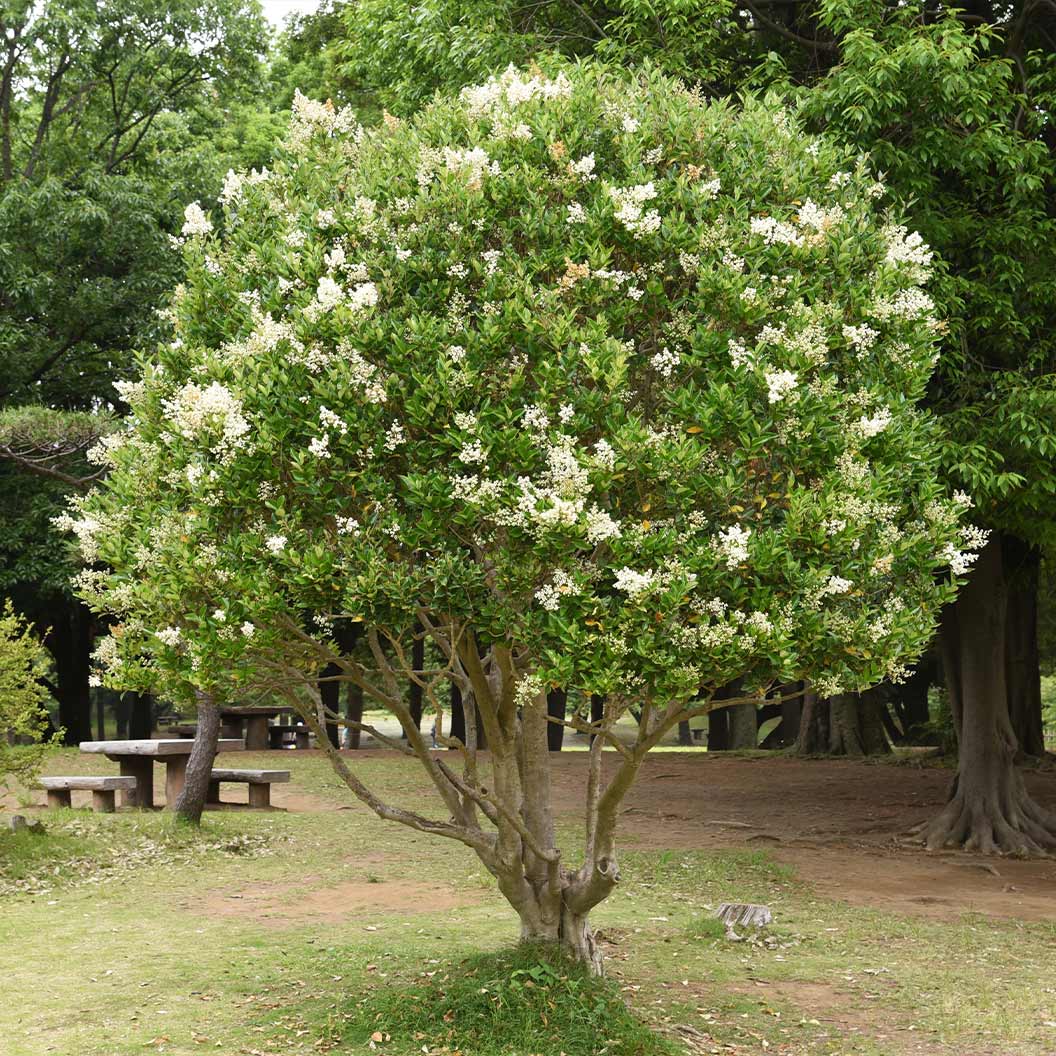 Glossy Privet Bush 3 Glossy Privet Bush