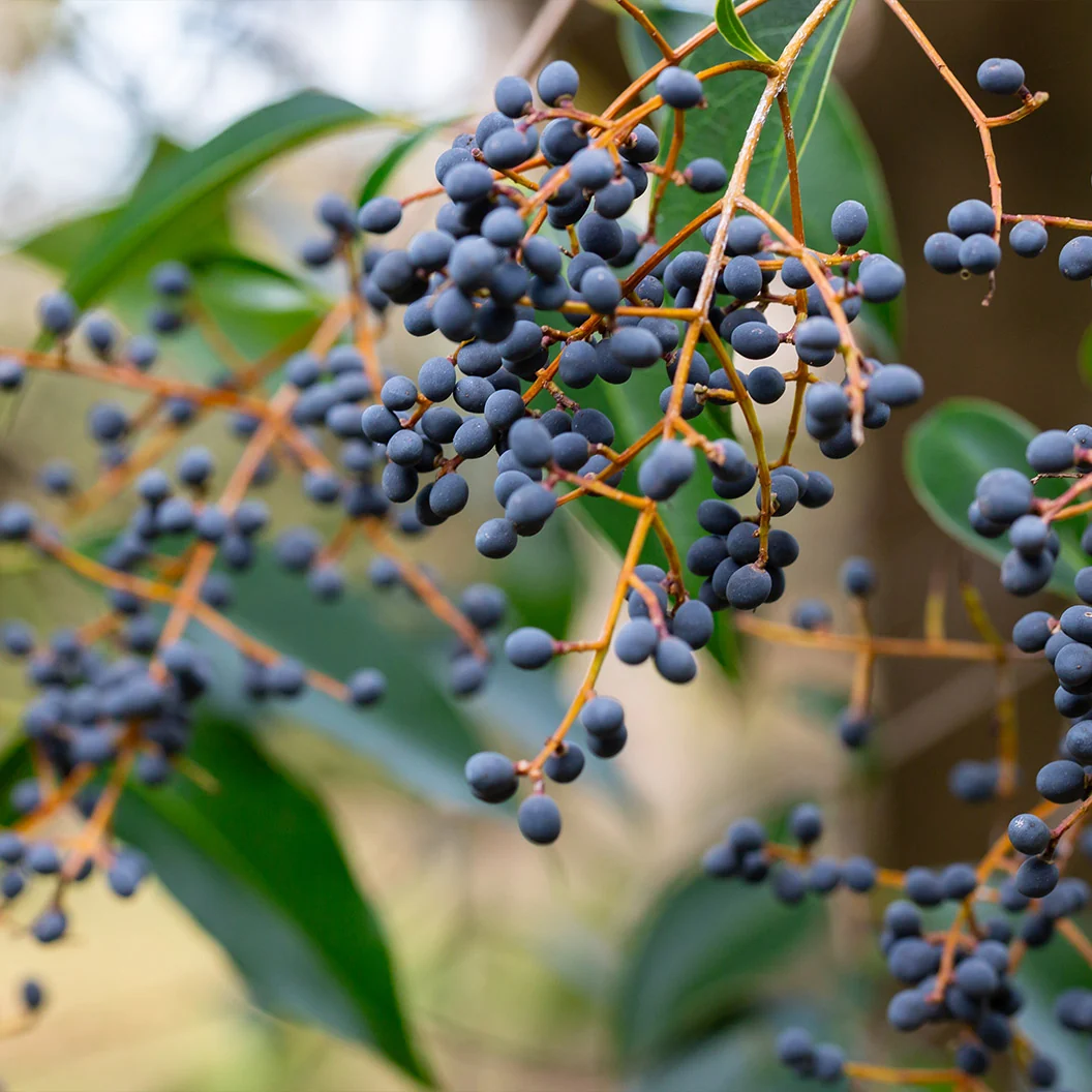 Glossy Privet Bush 4 Glossy Privet Bush