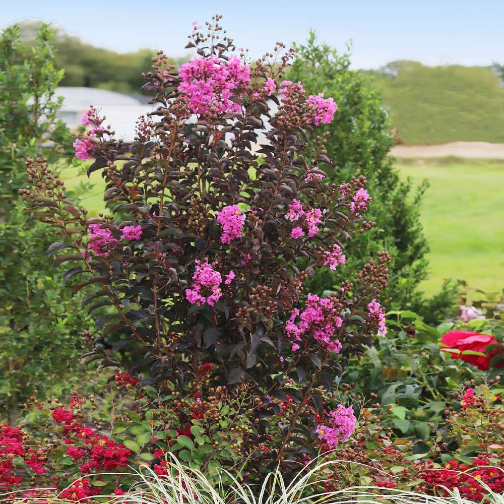 Black Diamond® Purely Purple™ Crape Myrtle Tree 2 Black Diamond® Purely Purple™ Crape Myrtle Tree