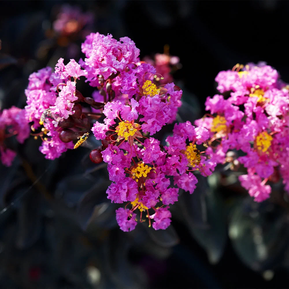 Black Diamond® Purely Purple™ Crape Myrtle Tree 3 Black Diamond® Purely Purple™ Crape Myrtle Tree
