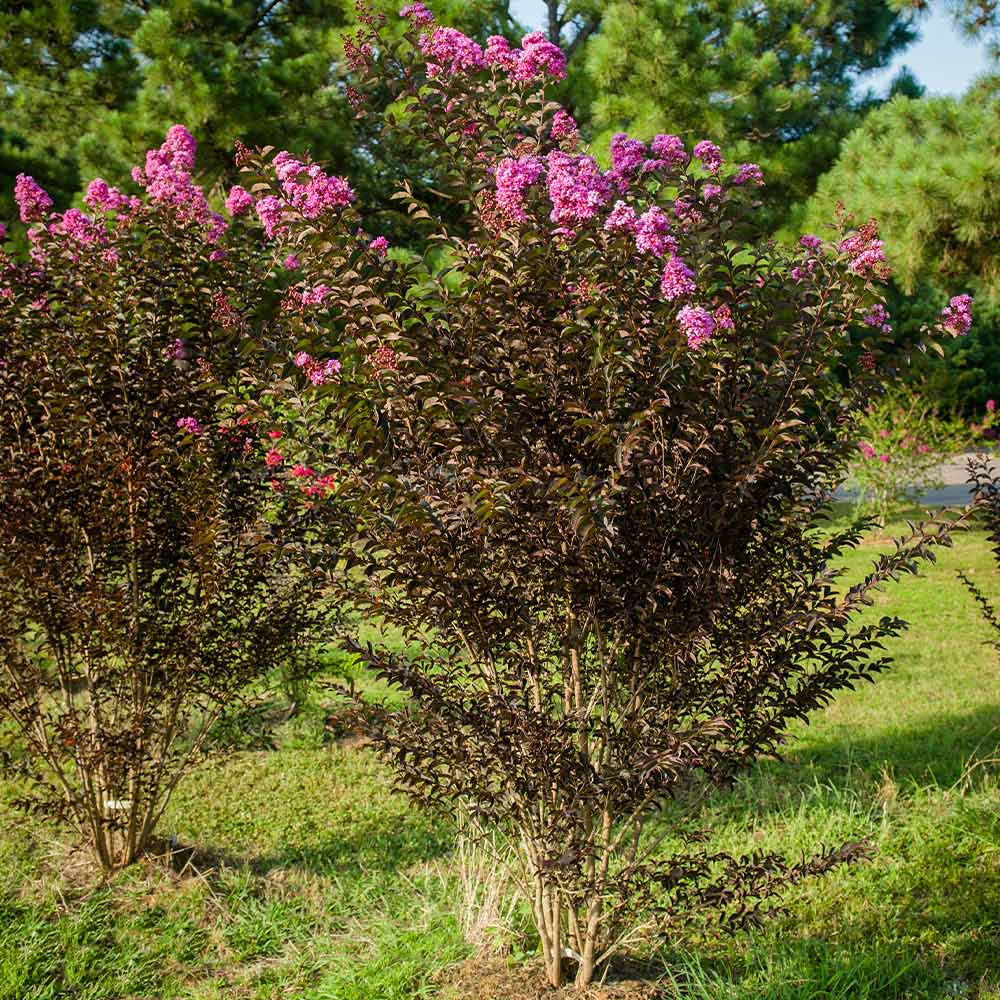 Black Diamond® Purely Purple™ Crape Myrtle Tree 4 Black Diamond® Purely Purple™ Crape Myrtle Tree