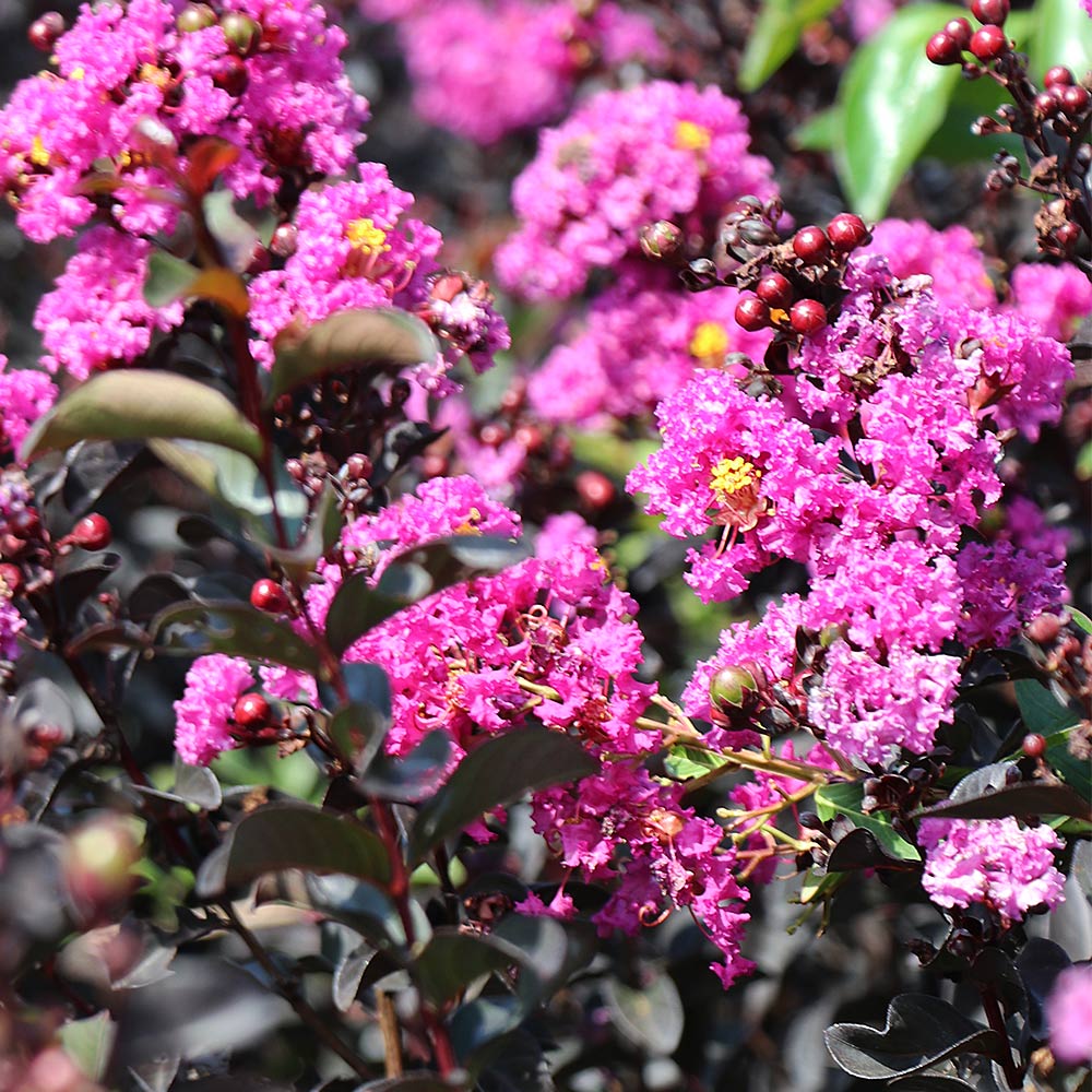 Black Diamond® Purely Purple™ Crape Myrtle Tree 5 Black Diamond® Purely Purple™ Crape Myrtle Tree