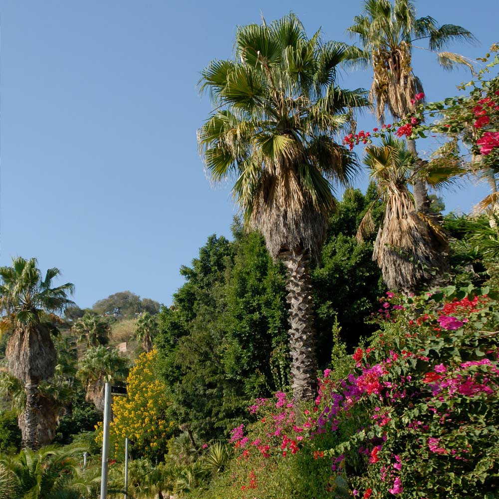 Mexican Fan Palm Tree 3 Mexican Fan Palm Tree