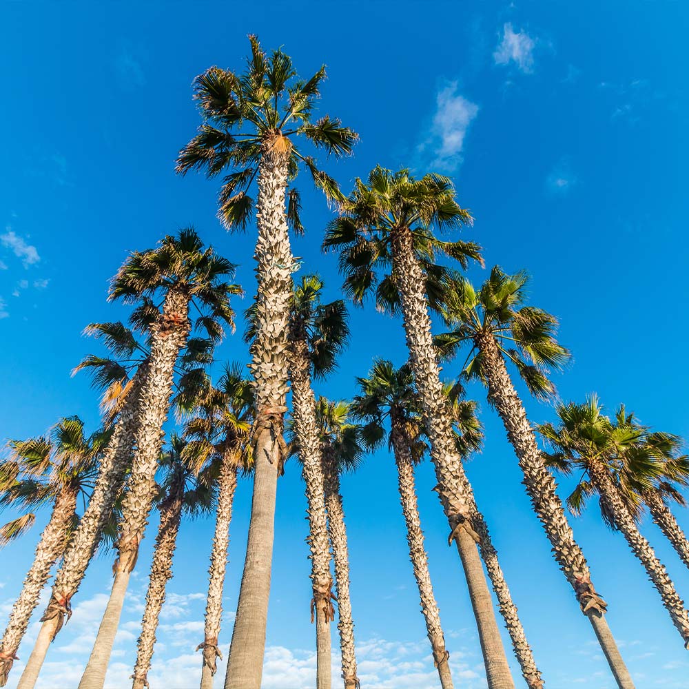 Mexican Fan Palm Tree 5 Mexican Fan Palm Tree